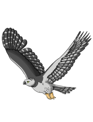 Harpia harpyja