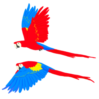 Arara Vermelha