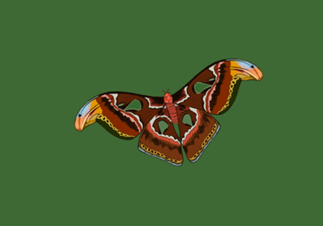 Mariposa Atlas