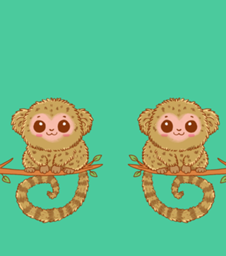 Sagui Pigmeu - Fauna Fofa