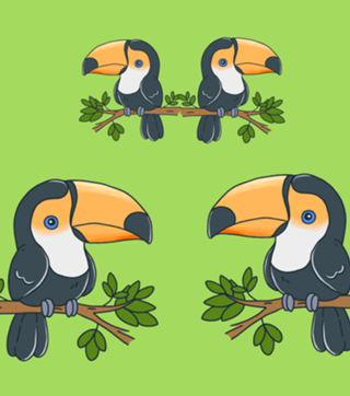 Tucano - Fauna Fofa
