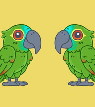 Papagaio Verdadeiro - Fauna Fofa