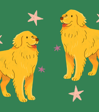 Golden Retriever - Coleção Meu Pet