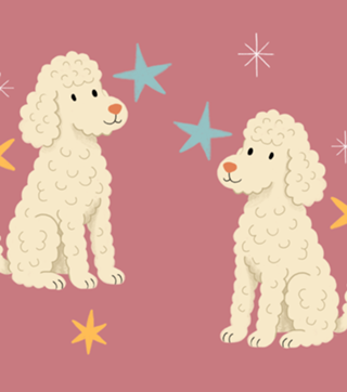 Poodle - Coleção Meu Pet