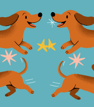 Dachshund - Coleção Meu Pet