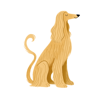Galgo Afegão - Coleção Meu Pet