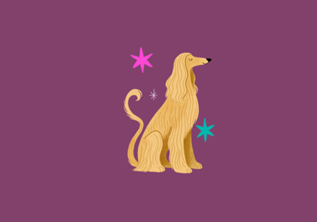 Galgo Afegão - Coleção Meu Pet