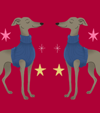 Galgo Italiano - Coleção Meu Pet
