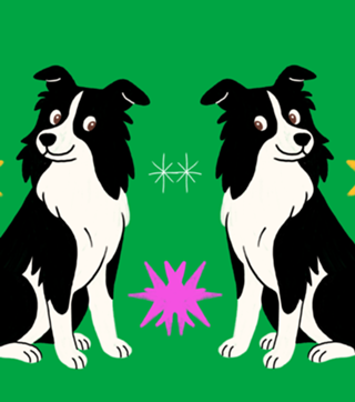 Border Collie - Coleção Meu Pet