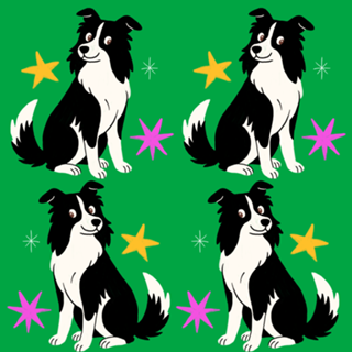 Border Collie - Coleção Meu Pet