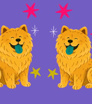 Chow Chow - Coleção Meu Pet