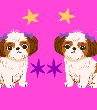 Shih Tzu - Coleção Meu Pet