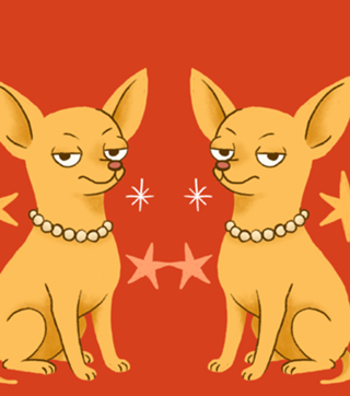 Chihuahua (de pelo curto) - Coleção Meu Pet