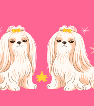 Lhasa apso - Coleção Meu Pet