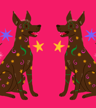 Xoloitzcuintle (cão sem pelo) - Coleção Meu Pet