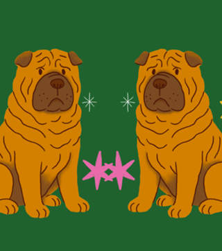 Shar Pei - Coleção Meu Pet