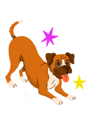 Boxer - Coleção Meu Pet