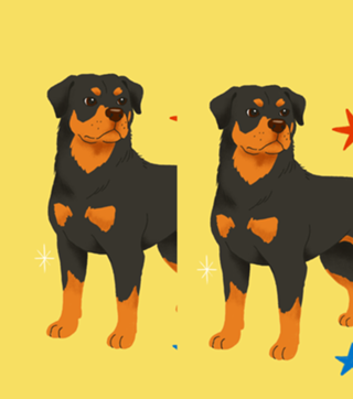 Rottweiler - Coleção Meu Pet