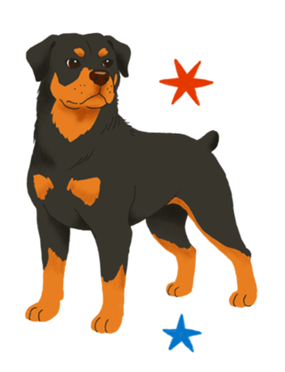 Rottweiler - Coleção Meu Pet