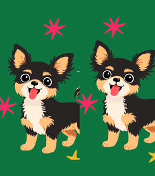 Chihuahua (pelo longo) - Coleção Meu Pet