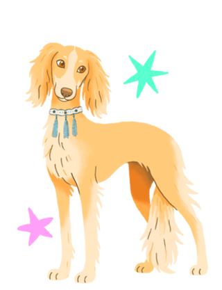 Saluki - Coleção Meu Pet