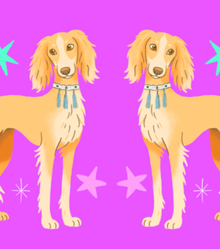 Saluki - Coleção Meu Pet