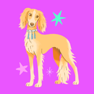 Saluki - Coleção Meu Pet