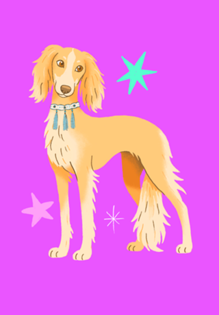 Saluki - Coleção Meu Pet