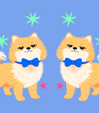 Lulu da Pomerânia (Spitz Alemão) - Coleção Meu Pet