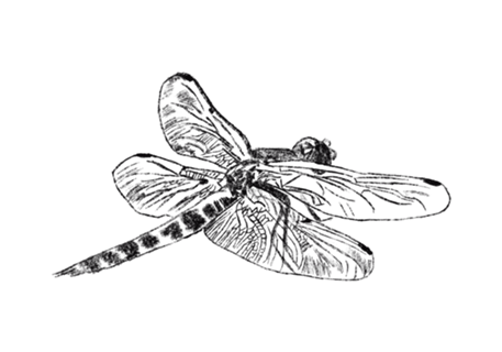 Libélula