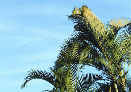 Quadro Folhas Verdes na Natureza