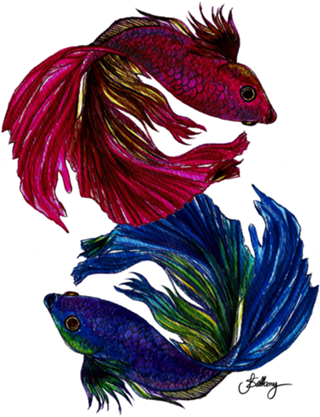 Beta Fish