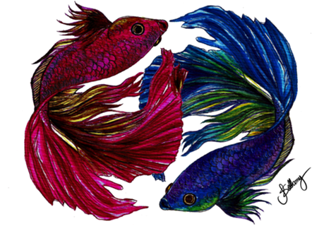 Beta Fish