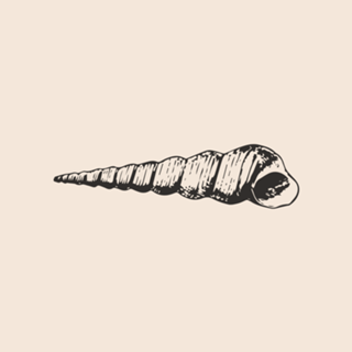 Linha Botânica - Concha