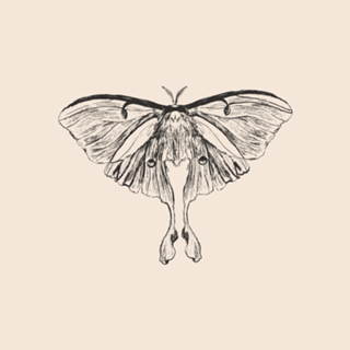 Linha Botânica - Borboleta I