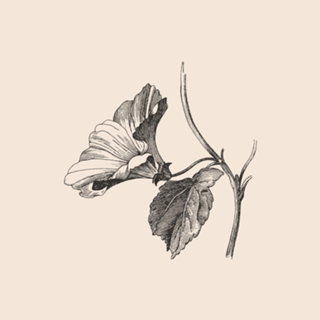Linha Botânica - Flor Tumbérgia