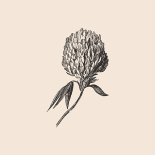 Linha Botânica - Protea