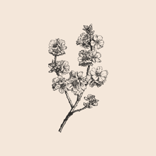 Linha Botânica - Cerejeira