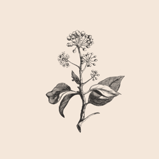 Linha Botânica - Hedera