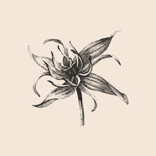 Linha Botânica - Lily