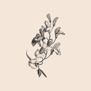 Linha Botânica - Orquídea