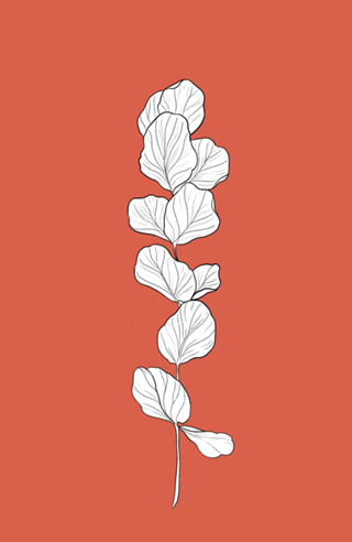 Ficus