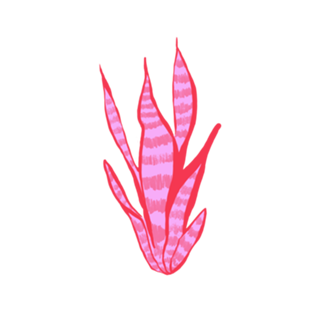 Espada-de-são-jorge