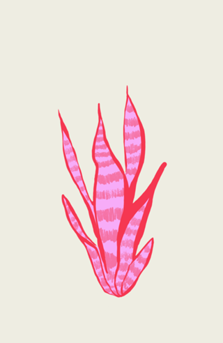 Espada-de-são-jorge