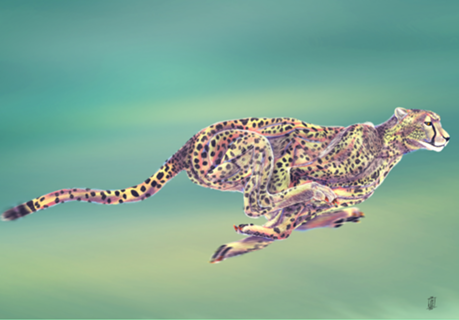 Cheetah