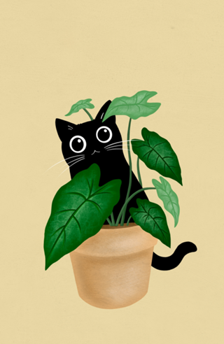 Black Cat