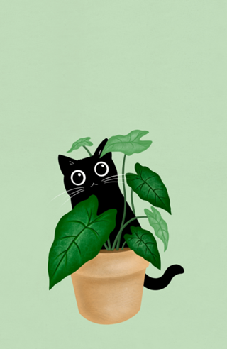 Black Cat II