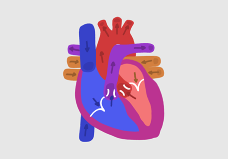 Anatomia do coração