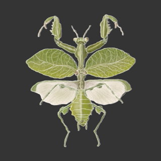Mantis