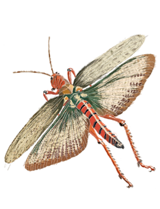 Grasshopper